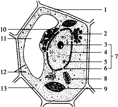 林主任医师